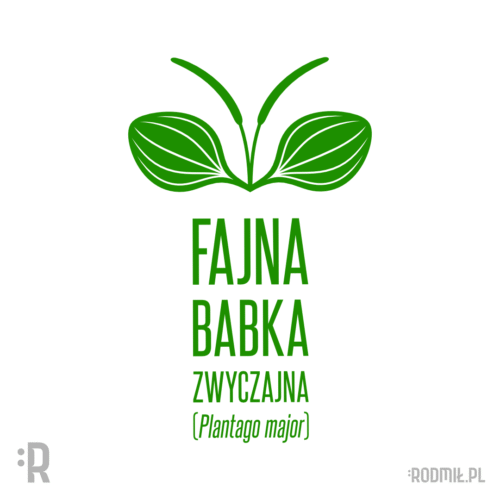 Zielarski projekt graficzny nadruku na koszulkę z zielonymi liśćmi i nasionami babki zwyczajnej i napisami pod nimi FAJNA BABKA ZWYCZAJNA (Plantago major).