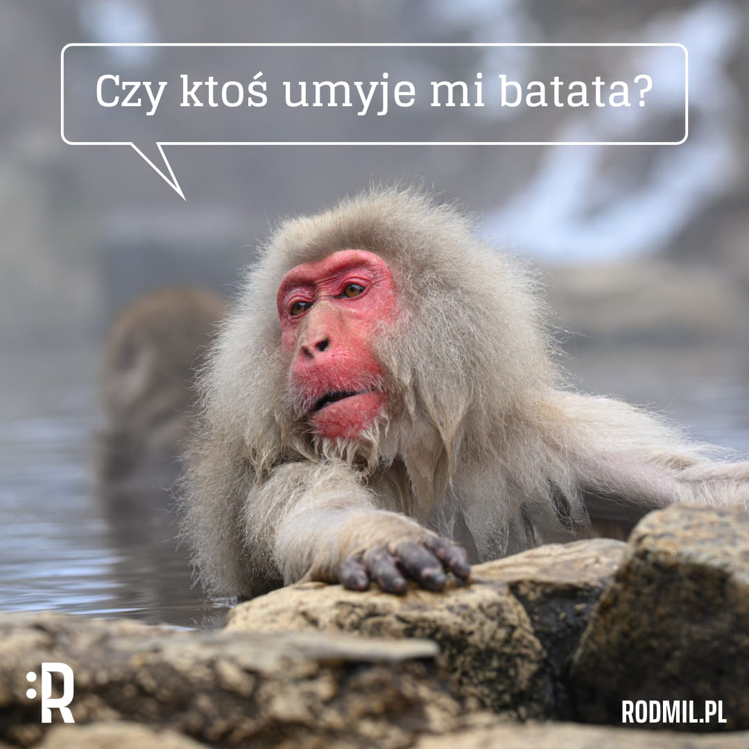 Zdjęcie japońskiego makaka siedzącego w wodzie z dodanym dymkiem z napisem "Czy ktoś umyje mi batata?